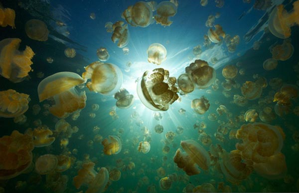 Köpek balığı fotoğrafları nasıl çekilir? 10