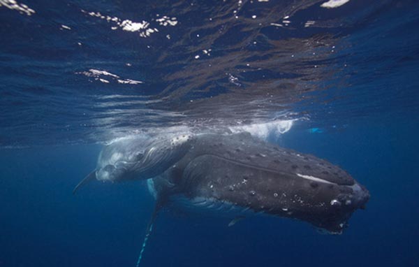 Köpek balığı fotoğrafları nasıl çekilir? 11