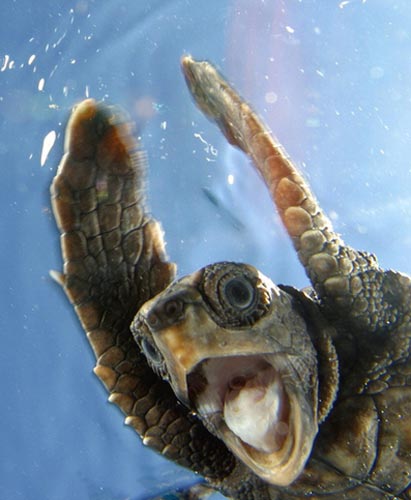 Köpek balığı fotoğrafları nasıl çekilir? 12