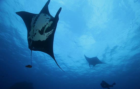 Köpek balığı fotoğrafları nasıl çekilir? 13