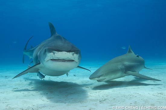 Köpek balığı fotoğrafları nasıl çekilir? 15