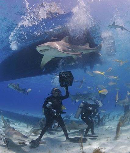 Köpek balığı fotoğrafları nasıl çekilir? 17