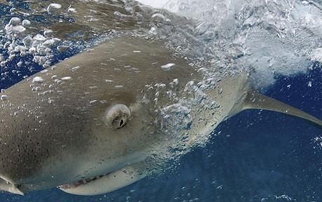 Köpek balığı fotoğrafları nasıl çekilir? 18