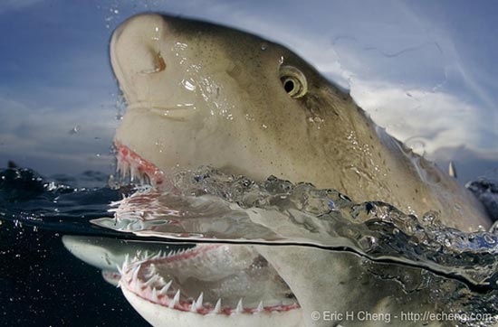 Köpek balığı fotoğrafları nasıl çekilir? 19