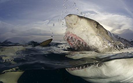 Köpek balığı fotoğrafları nasıl çekilir? 21