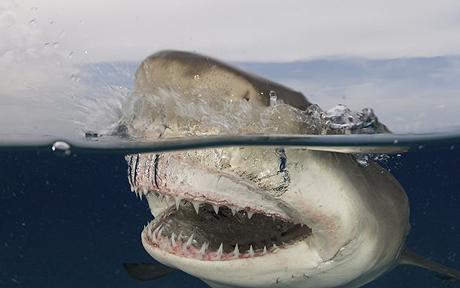 Köpek balığı fotoğrafları nasıl çekilir? 22