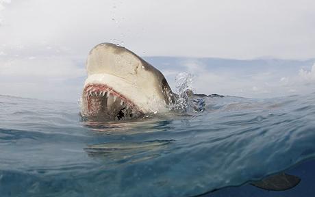 Köpek balığı fotoğrafları nasıl çekilir? 24