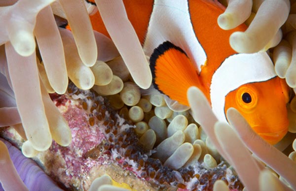 Köpek balığı fotoğrafları nasıl çekilir? 4