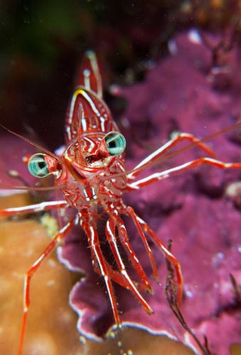 Köpek balığı fotoğrafları nasıl çekilir? 5