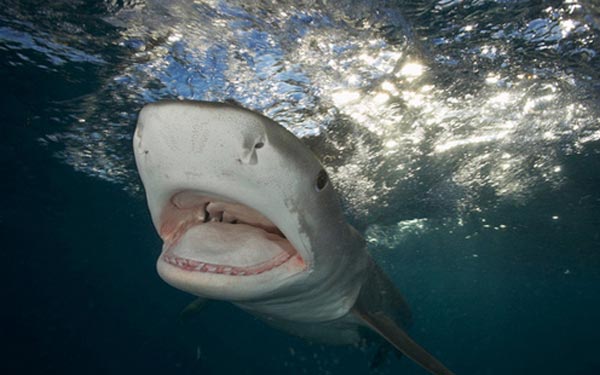 Köpek balığı fotoğrafları nasıl çekilir? 6