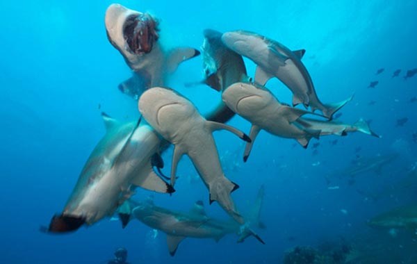 Köpek balığı fotoğrafları nasıl çekilir? 7