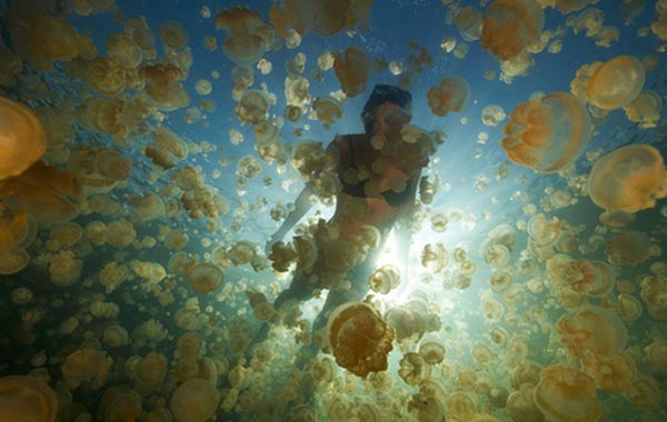 Köpek balığı fotoğrafları nasıl çekilir? 9