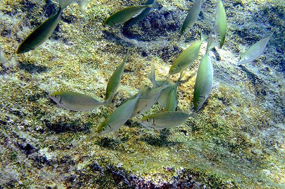 Akdeniz ve Ege'nin dibi bozkır gibi 5