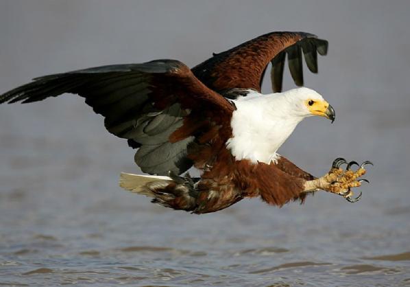 Kartalların balık kavgası 2
