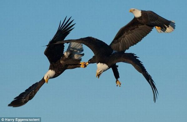 Kartalların balık kavgası 6