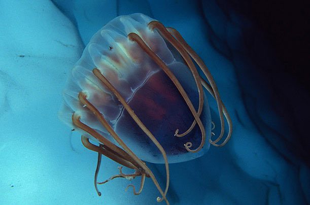 Antartika buzulları altında yaşam 9