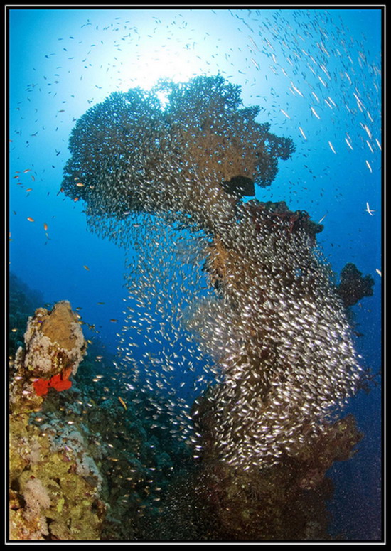 Bodrum müzesinde sualtı sergisi 4