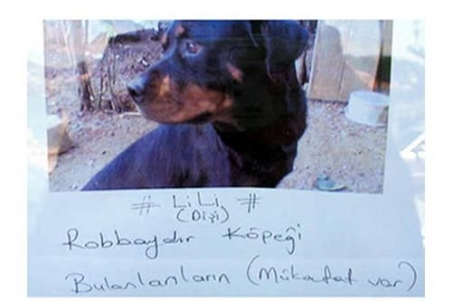 Yurdum insanı yine güldürüyor 50