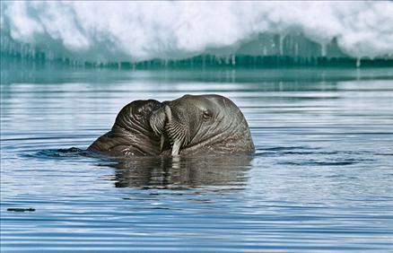 Sualtı filmi 'Oceans'tan müthiş görüntüler... 9