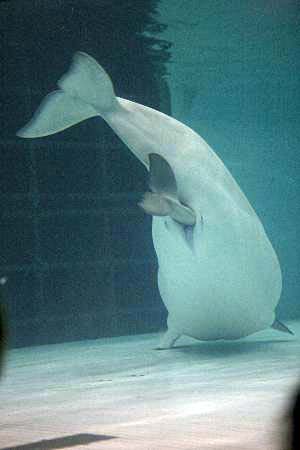 Mucizeye tanık oldular! 1