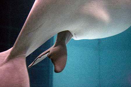 Mucizeye tanık oldular! 3