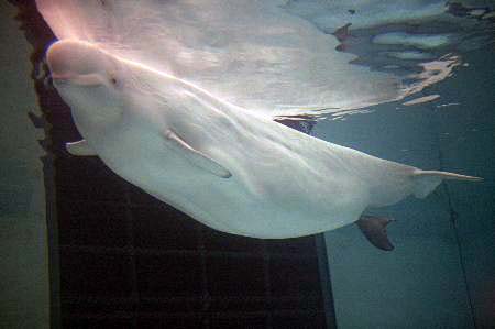 Mucizeye tanık oldular! 5