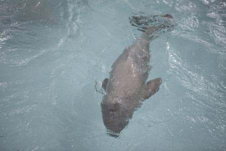 Mucizeye tanık oldular! 7