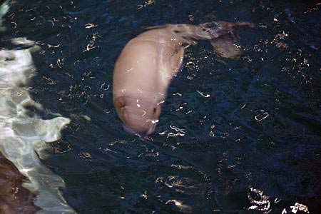 Mucizeye tanık oldular! 8