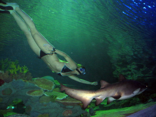 Köpekbalıklarıyla antrenman yaptı 1