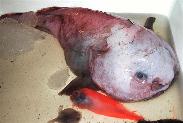 Dünyanın en çirkininin nesli tükeniyor 2