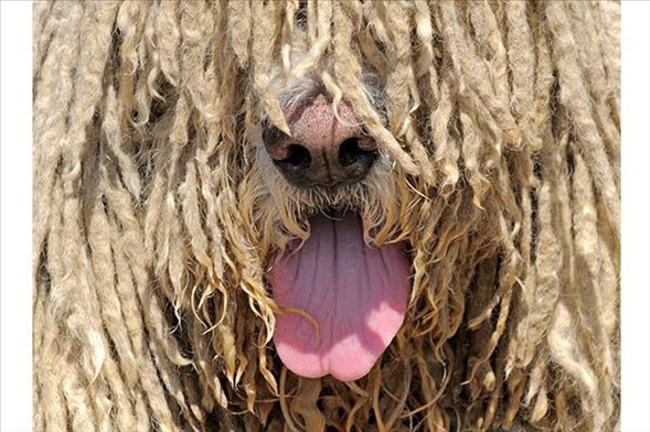 Dünyanın en çirkininin nesli tükeniyor 26