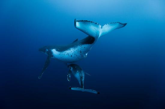 Sualtında büyüleyici dakikalar 5