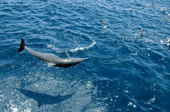 Sualtında büyüleyici dakikalar 6