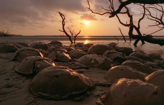 Sualtında büyüleyici dakikalar 9