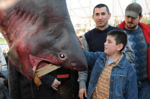 Marmara’nın keskin dişi Saros’da ağlara takıldı 3