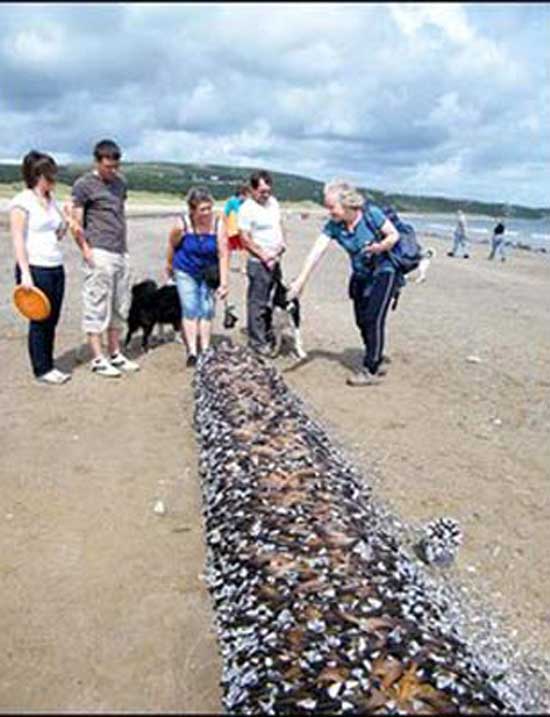 Denizden çıkan garip yaratık 11