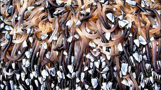 Denizden çıkan garip yaratık 4