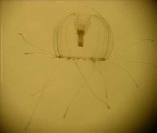 Dünyanın tek 'ölümsüz' canlısı... 10