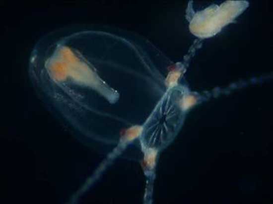 Dünyanın tek 'ölümsüz' canlısı... 3