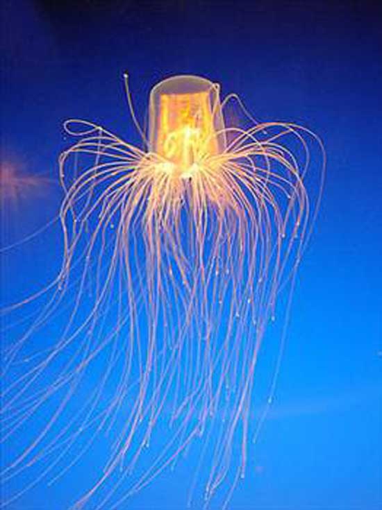 Dünyanın tek 'ölümsüz' canlısı... 7