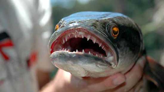 Ağaca tırmanan balık 1