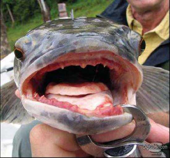 Ağaca tırmanan balık 4