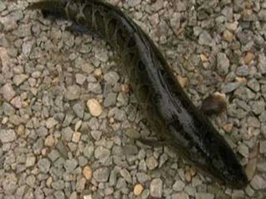 Ağaca tırmanan balık 7