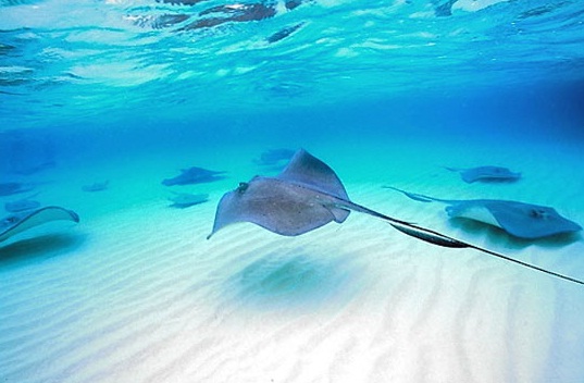 Büyük göç böyle görüntülendi! 11