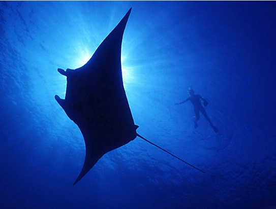 Büyük göç böyle görüntülendi! 12