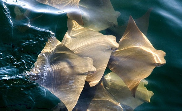 Büyük göç böyle görüntülendi! 3