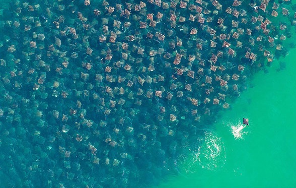 Büyük göç böyle görüntülendi! 5