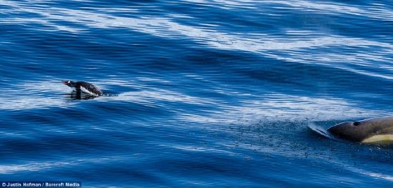 Balinaların penguen avı karelere böyle yansıdı 1