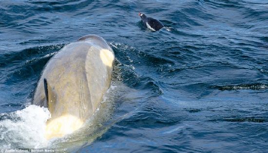 Balinaların penguen avı karelere böyle yansıdı 10