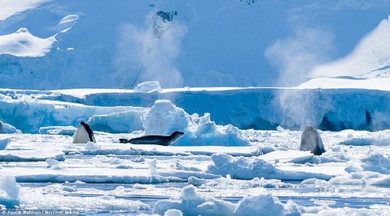 Balinaların penguen avı karelere böyle yansıdı 2